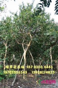 细叶紫薇