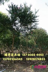 细叶紫薇